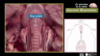 Digestion – Apport des nutriments dans le sang – 5ème – Vidéos pédagogiques – SVT  - Cycle 4