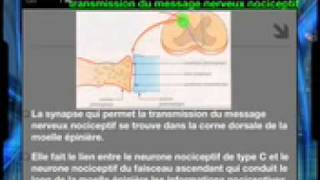 Communication nerveuse – 4ème – Vidéos pédagogiques – SVT  - Cycle 4