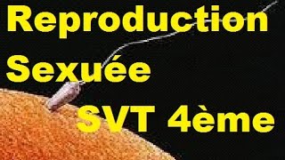 Reproduction sexuée des êtres vivants – 4ème – Vidéos pédagogiques – SVT - Cycle 4