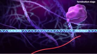 Information génétique – 3ème – Vidéos pédagogiques – SVT - Cycle 4