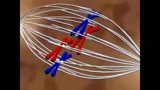 Transmission de l'information génétique – 3ème – Vidéos pédagogiques – SVT - Cycle 4