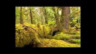 Vidéo Evolution des êtres vivants – 3ème – Vidéos pédagogiques – SVT - Cycle 4